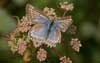 Getand blauwtje 8 - Polyommatus daphnis